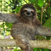 sloth photograph